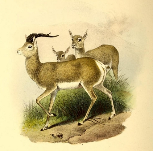 The book of antelopes (1894) Gazella picticaudata.png
