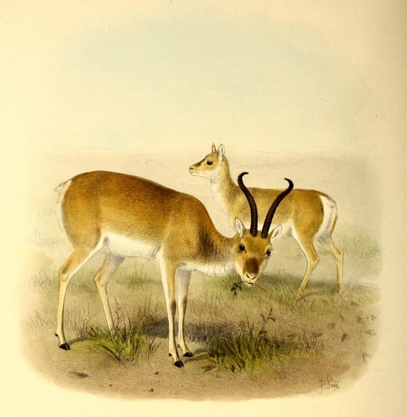 The book of antelopes (1894) Gazella przewalskii - Przewalski's gazelle (Procapra przewalskii).png