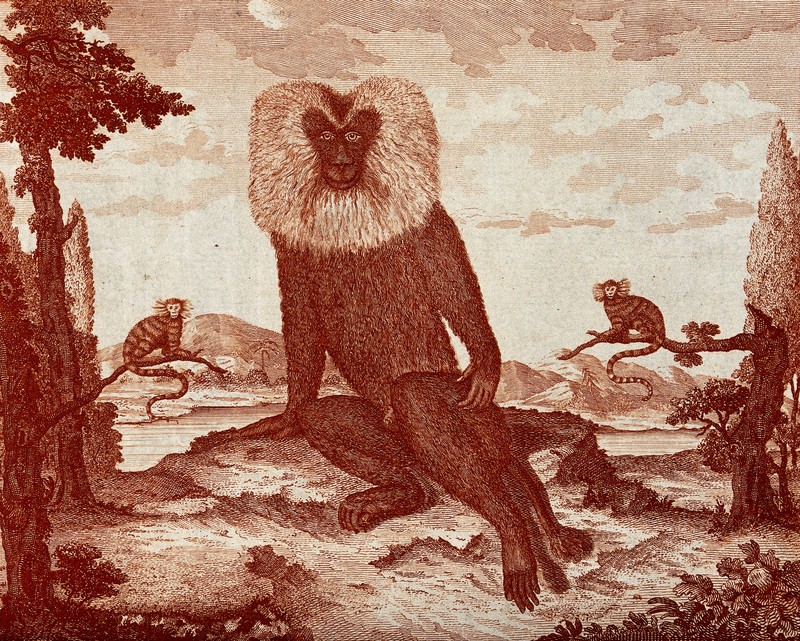 A large male hamadryas baboon (Papio hamadryas) with two fem Wellcome V0021464.jpg