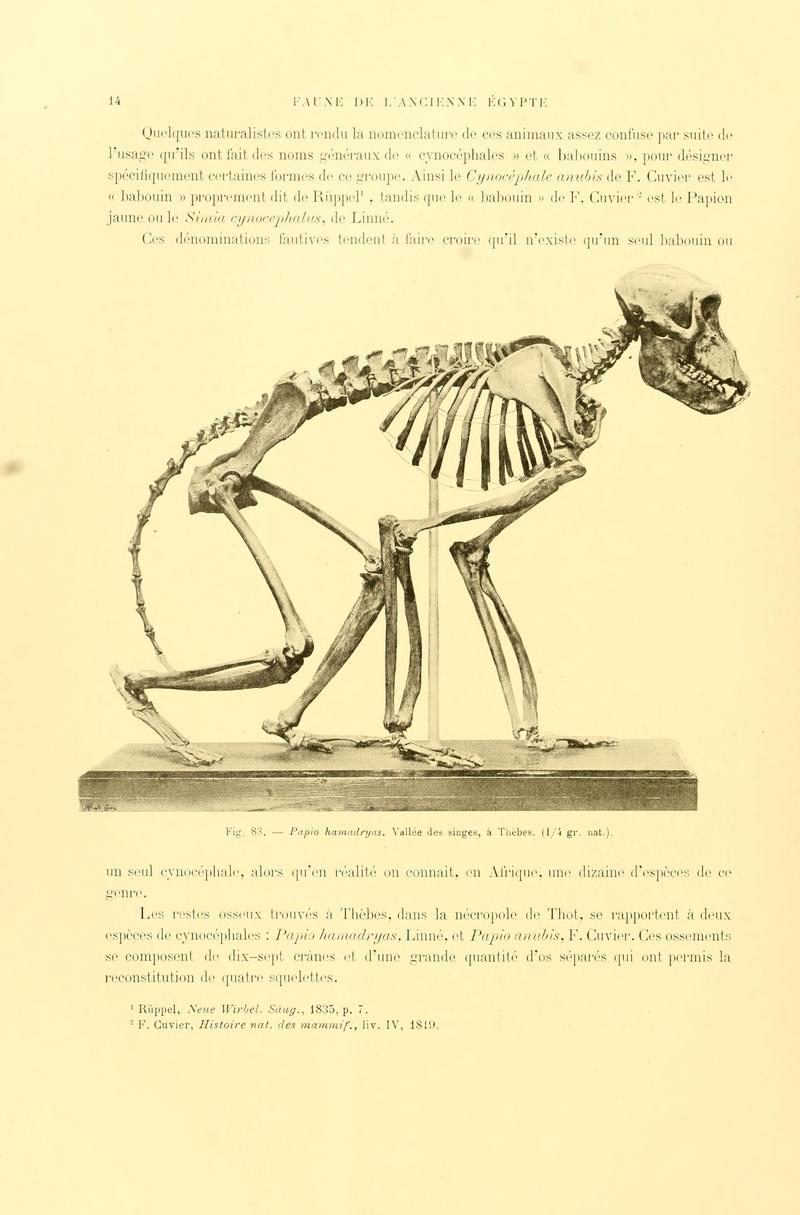Archives du Muséum d'histoire naturelle de Lyon (Page 14) BHL9333923.jpg