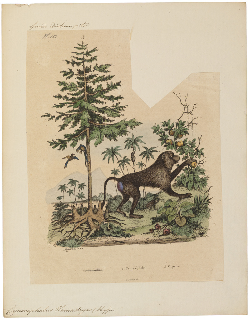 Cynocephalus hamadryas - 1833-1839 - Print - Iconographia Zoologica - Special Collections University of Amsterdam - UBA01 IZ20100023.jpg
