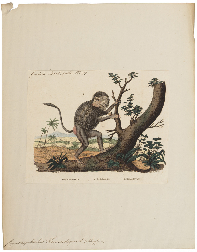Cynocephalus hamadryas - 1833-1839 - Print - Iconographia Zoologica - Special Collections University of Amsterdam - UBA01 IZ20100021.jpg