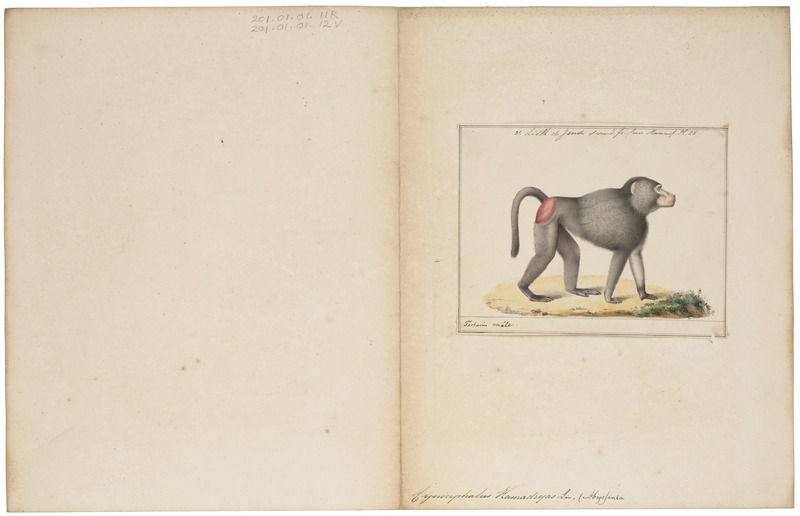 Cynocephalus hamadryas - 1829-1867 - Print - Iconographia Zoologica - Special Collections University of Amsterdam - UBA01 IZ20100012.jpg