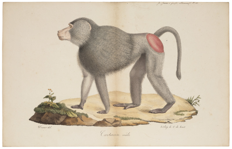 Cynocephalus hamadryas - 1818-1842 - Print - Iconographia Zoologica - Special Collections University of Amsterdam - UBA01 IZ20100011.jpg