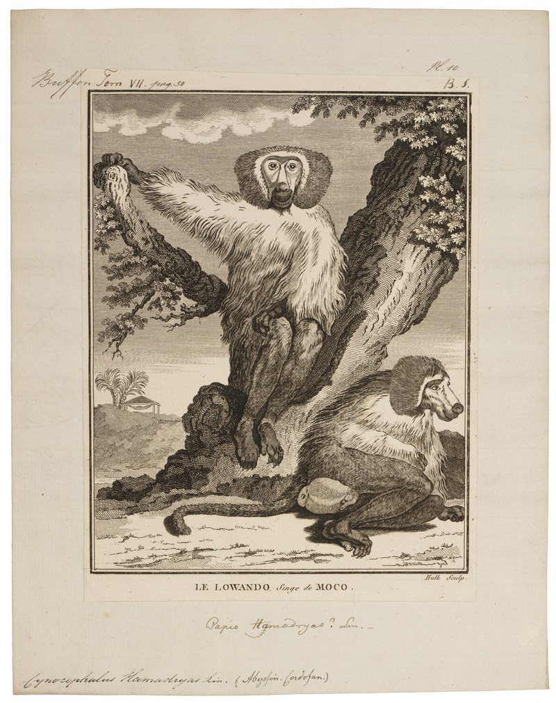 Cynocephalus hamadryas - 1700-1880 - Print - Iconographia Zoologica - Special Collections University of Amsterdam - UBA01 IZ20100017.jpg