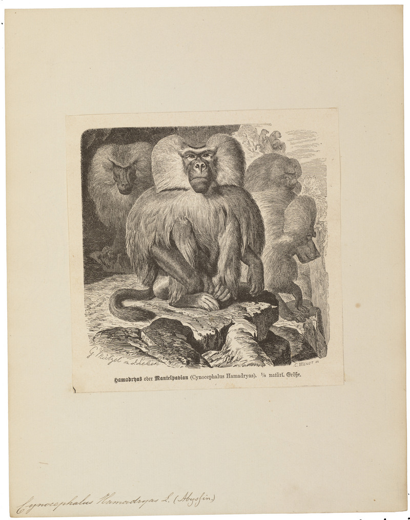 Cynocephalus hamadryas - 1700-1880 - Print - Iconographia Zoologica - Special Collections University of Amsterdam - UBA01 IZ20100015.jpg