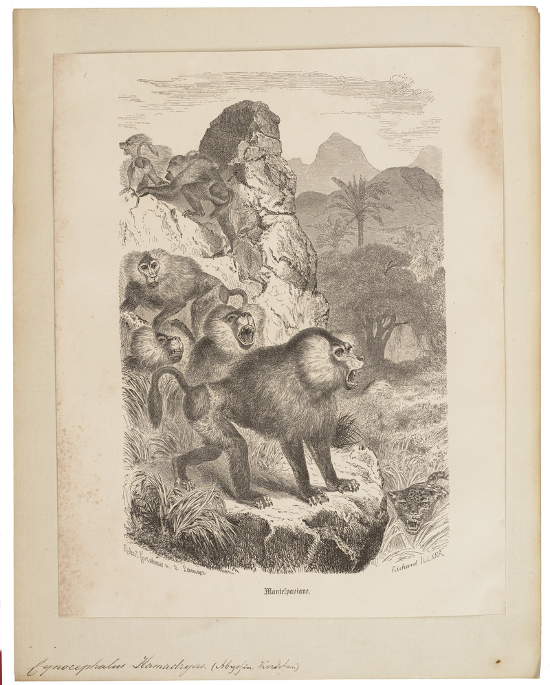 Cynocephalus hamadryas - 1700-1880 - Print - Iconographia Zoologica - Special Collections University of Amsterdam - UBA01 IZ20100013.jpg