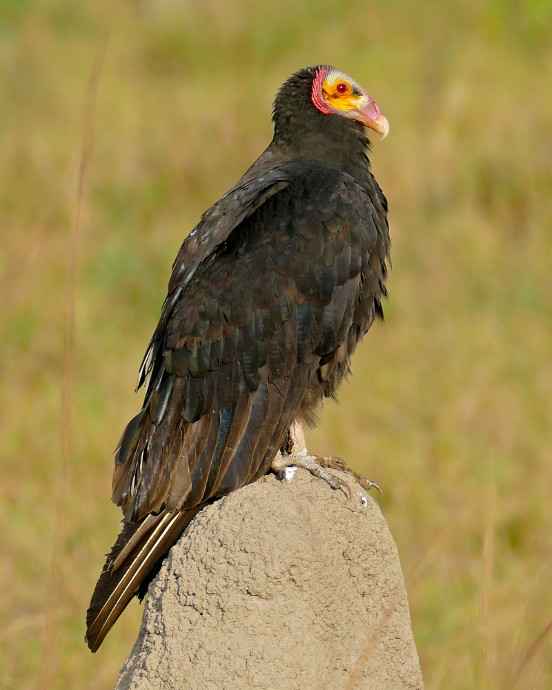 Lesser Yellow-headed Vulture (Cathartes burrovianus) (28695241483).jpg