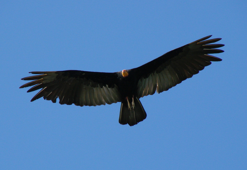 Greater Yellow-headed Vulture (Cathartes melambrotus) in flight from below.jpg