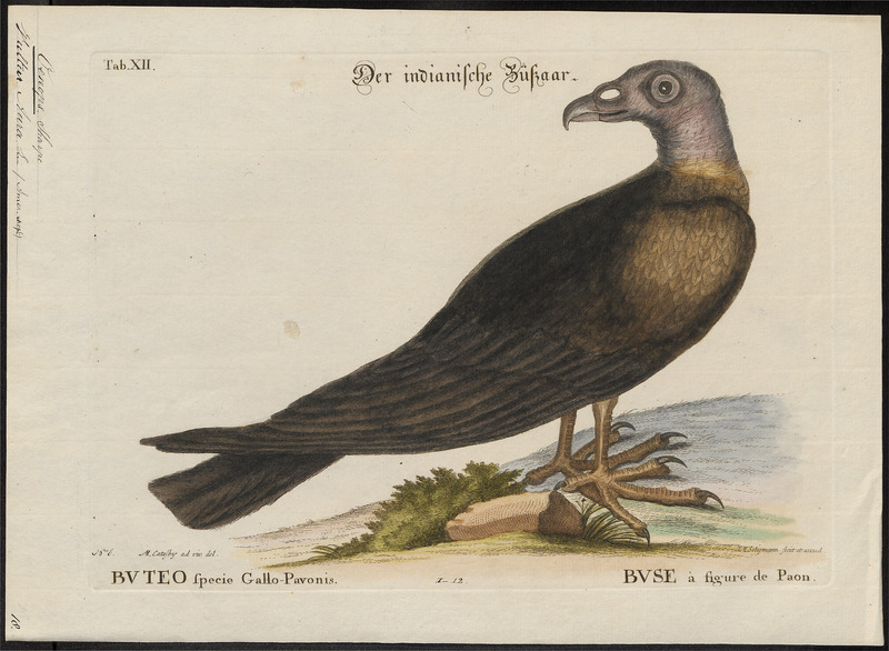 Catharista aura - 1700-1880 - Print - Iconographia Zoologica - Special Collections University of Amsterdam - UBA01 IZ18100125.jpg