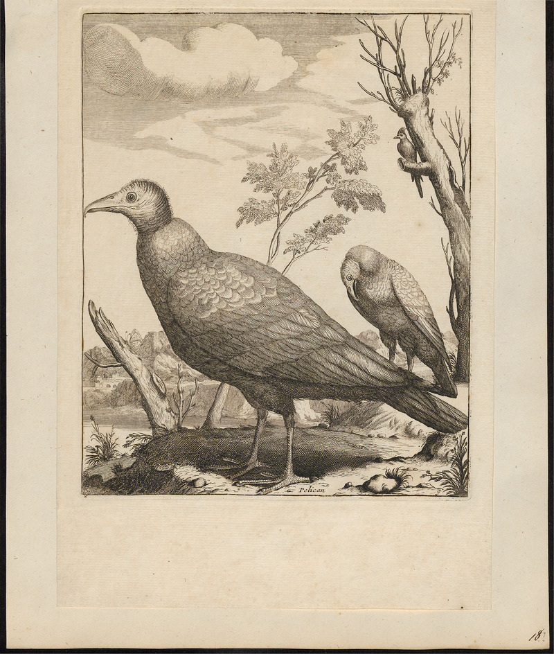 Catharista aura - 1700-1880 - Print - Iconographia Zoologica - Special Collections University of Amsterdam - UBA01 IZ18100128.jpg
