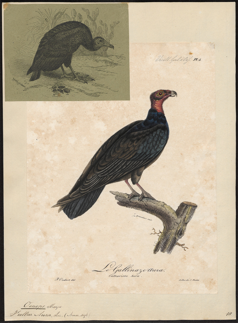 Catharista aura - 1825-1834 - Print - Iconographia Zoologica - Special Collections University of Amsterdam - UBA01 IZ18100130.jpg