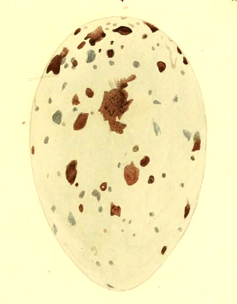 Cathartes aura egg 1847.jpg