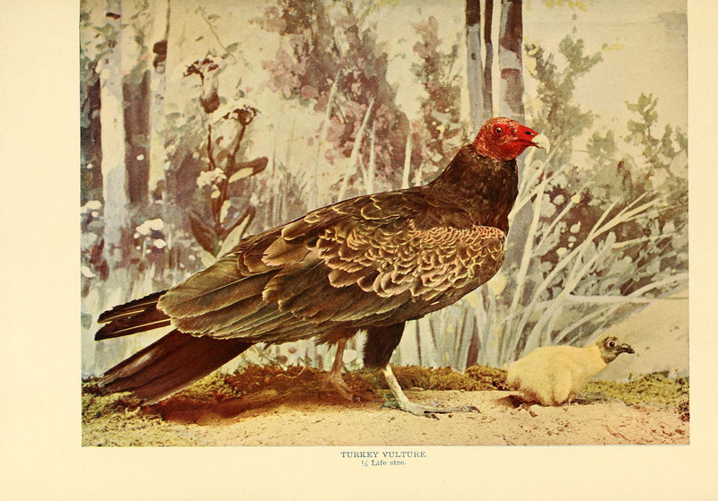 Birds that hunt and are hunted (6301742143).jpg
