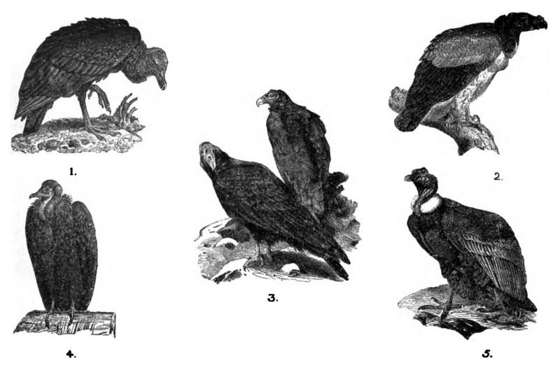 Americana 1920 Birds - birds of prey.jpg