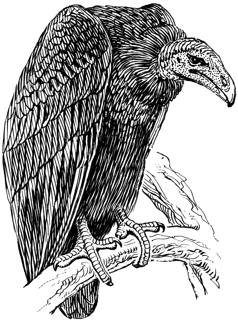 Vulture (PSF).png