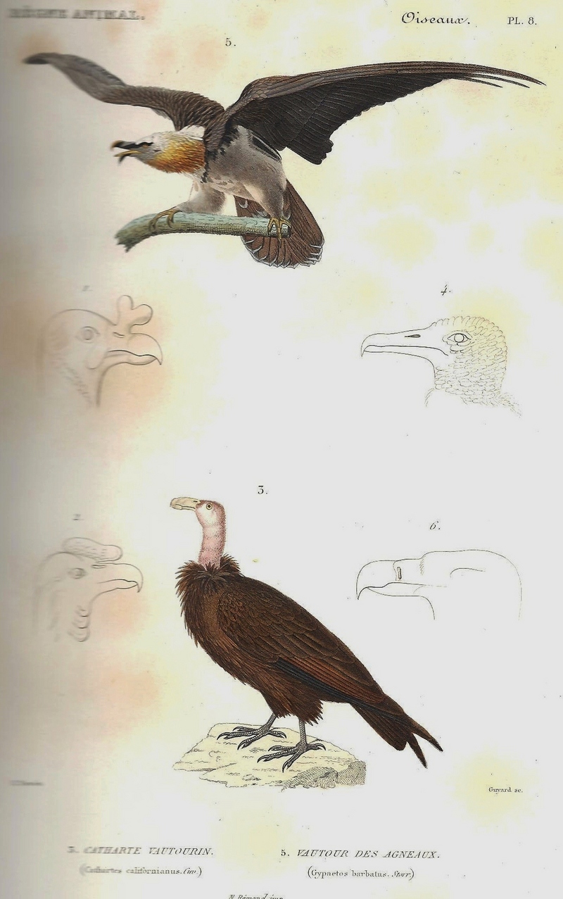 Cuvier-Gypaète barbu (Gypaetus barbatus) et Cathartes.jpg