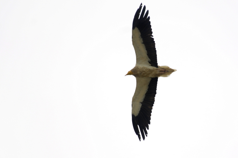 Egyptian.Vulture DSC0340 - Egyptian vulture (Neophron percnopterus).jpg