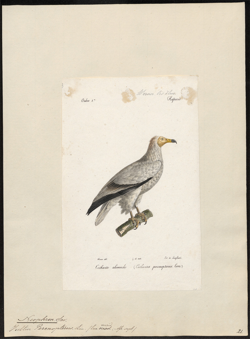 Neophron percnopterus - 1842-1848 - Print - Iconographia Zoologica - Special Collections University of Amsterdam - UBA01 IZ18100139.jpg
