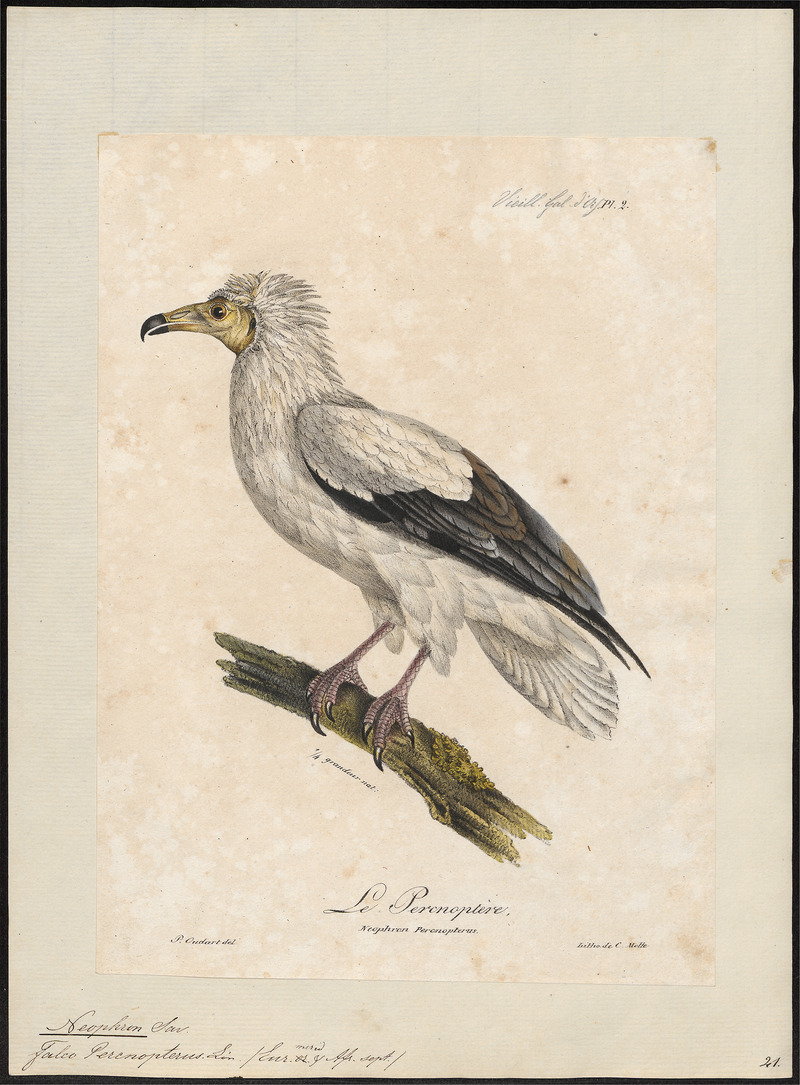 Neophron percnopterus - 1825-1834 - Print - Iconographia Zoologica - Special Collections University of Amsterdam - UBA01 IZ18100132.jpg