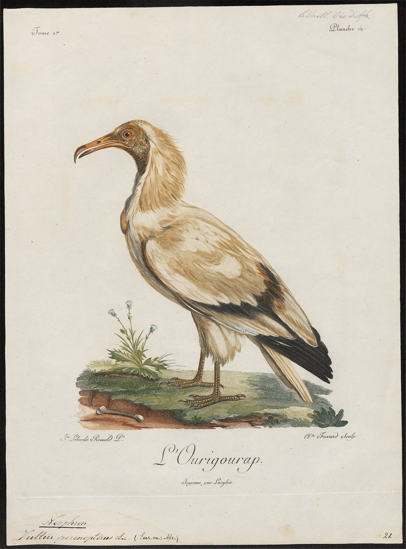 Neophron percnopterus - 1796-1808 - Print - Iconographia Zoologica - Special Collections University of Amsterdam - UBA01 IZ18100141.jpg