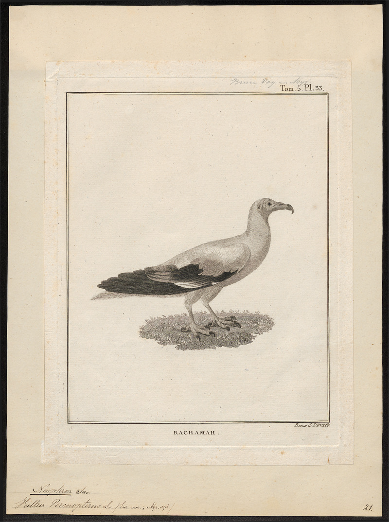 Neophron percnopterus - 1790-1832 - Print - Iconographia Zoologica - Special Collections University of Amsterdam - UBA01 IZ18100143.jpg