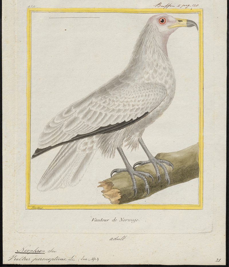 Neophron percnopterus - 1774- - Print - Iconographia Zoologica - Special Collections University of Amsterdam - UBA01 IZ18100137.jpg