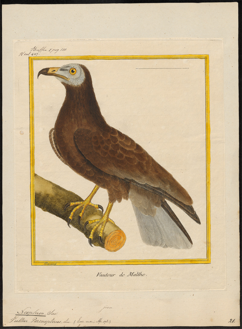Neophron percnopterus - 1700-1880 - Print - Iconographia Zoologica - Special Collections University of Amsterdam - UBA01 IZ18100147.jpg