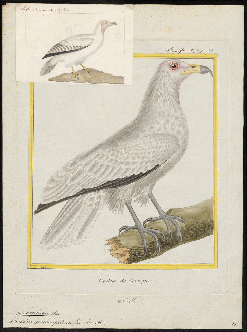 Neophron percnopterus - 1700-1880 - Print - Iconographia Zoologica - Special Collections University of Amsterdam - UBA01 IZ18100136.jpg