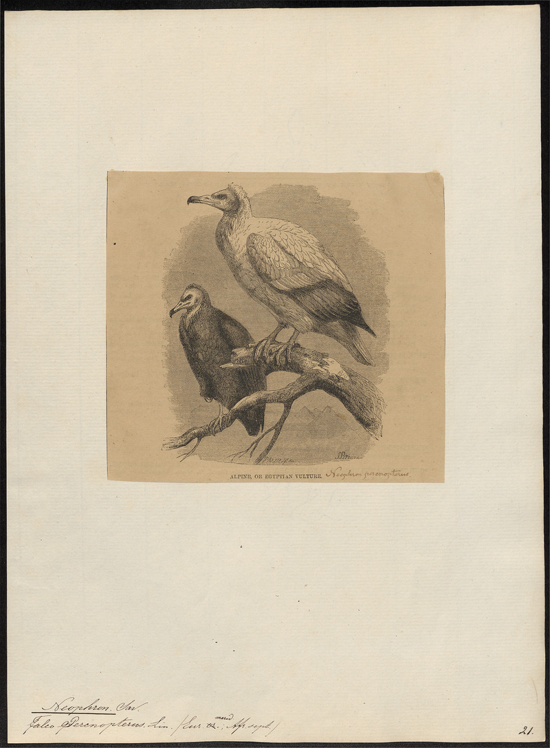 Neophron percnopterus - 1700-1880 - Print - Iconographia Zoologica - Special Collections University of Amsterdam - UBA01 IZ18100134.jpg