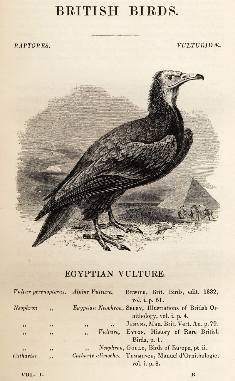 Egyptian Vulture in Yarrell's British Birds 1843.jpg