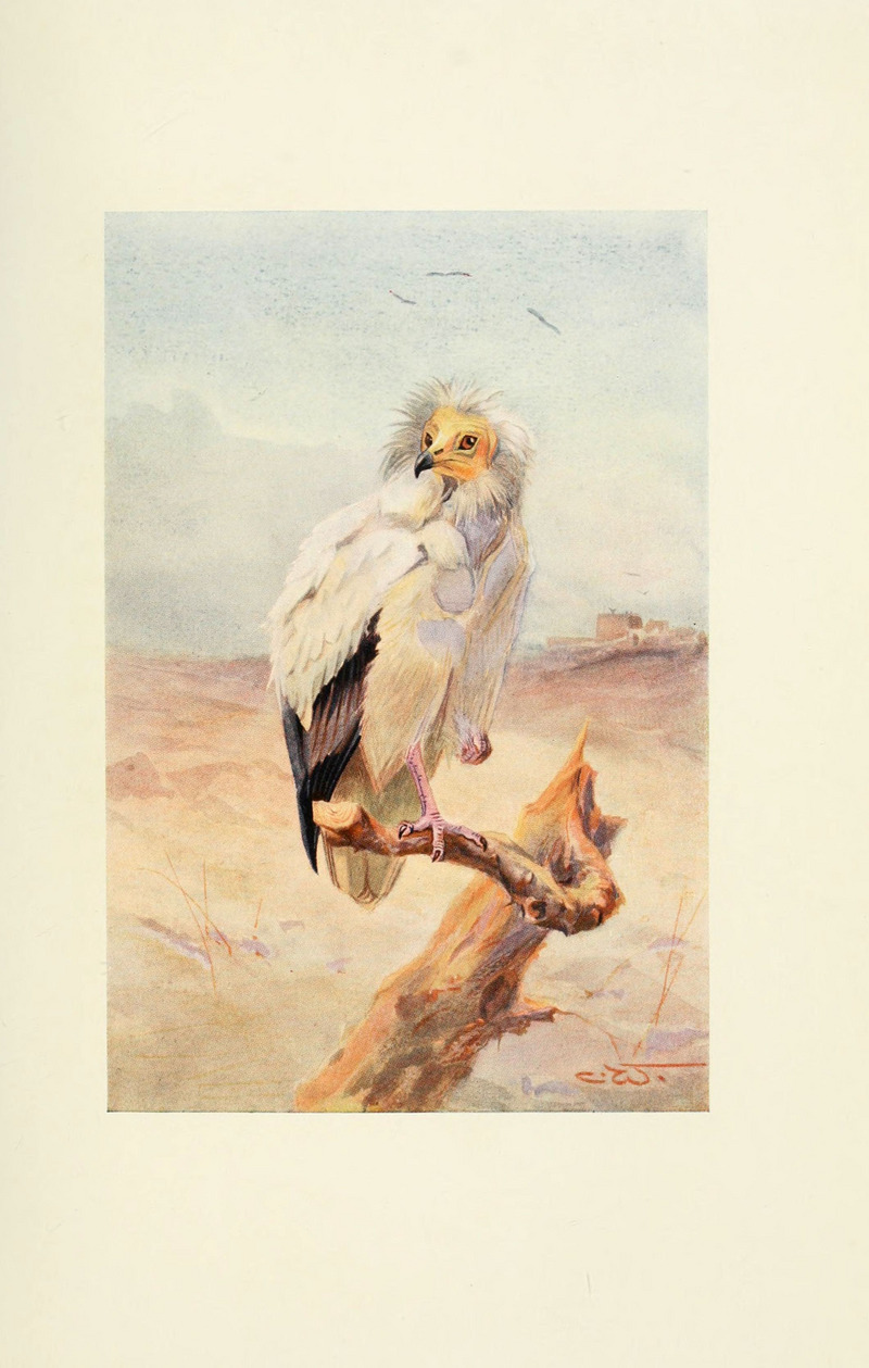 Egyptian birds for the most part seen in the Nile Valley (Plate) (6465928787).jpg
