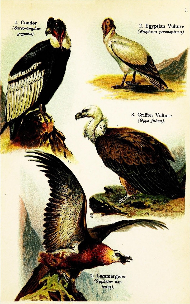 Birds of the world for young people (Pl. 1) (7971232162).jpg