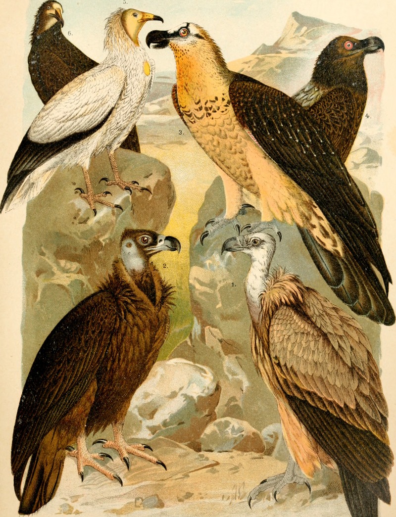 Atlante ornitologico - uccelli europei - con notizie d'indole generale e particolare (1902) (14749492135).jpg