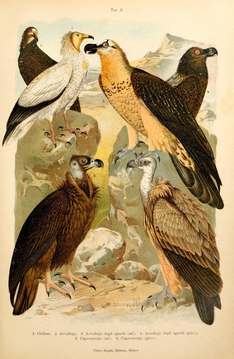 Atlante ornitologico (Tav. 3) (7413856842).jpg