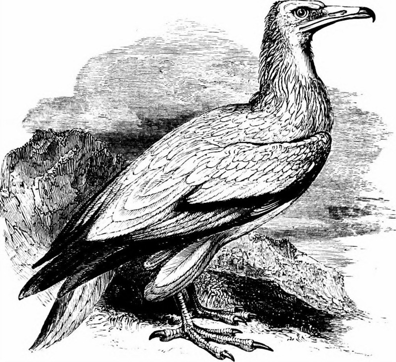 An illustrated manual of British birds (1899) (20530154780).jpg