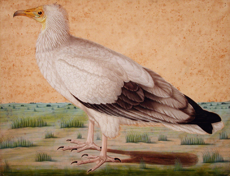 White vulture with black tail feathers standing on a grass tufted plain (6125081274).jpg