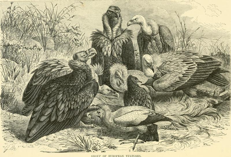The royal natural history (1893) (14781714741).jpg
