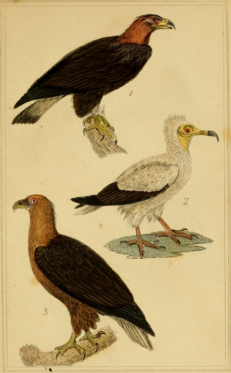The animal kingdom, arranged according to its organization, serving as a foundation for the natural history of animals - and an introduction to comparative anatomy (Vol. 1) (1834) (18010649179).jpg