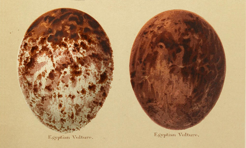 Neophron percnopterus eggs Seebohm 1896 Plate1.jpg