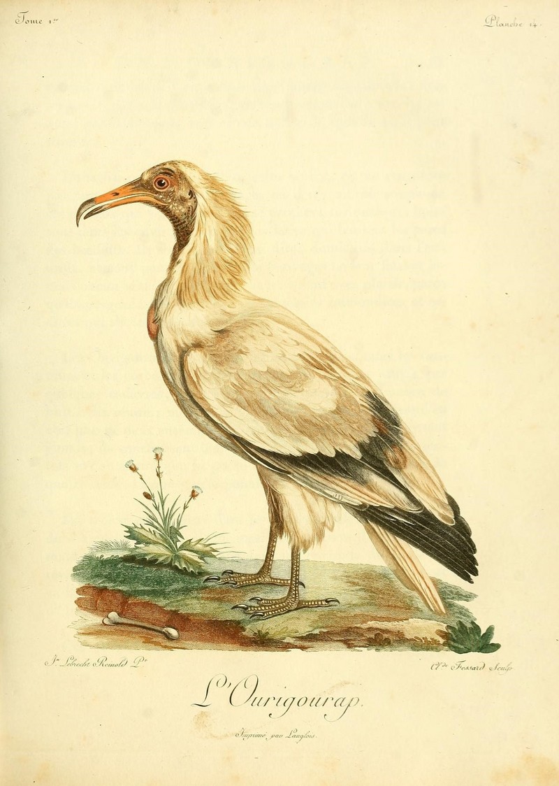 Histoire naturelle des oiseaux d'Afrique (8598173248).jpg