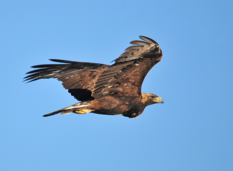 Golden Eagle on Seedskadee NWR (23661983405) - golden eagle (Aquila chrysaetos).jpg