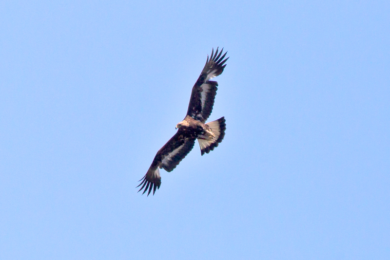 BK1D0093 - golden eagle (Aquila chrysaetos).jpg