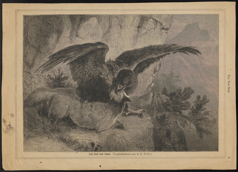 Aquila chrysaëtos - 1870- - Print - Iconographia Zoologica - Special Collections University of Amsterdam - UBA01 IZ18100173.jpg