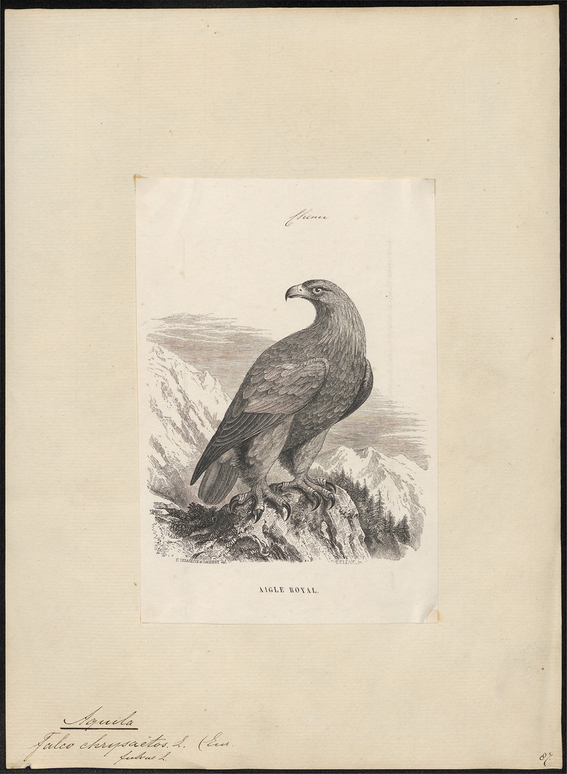 Aquila chrysaëtos - 1851-1876 - Print - Iconographia Zoologica - Special Collections University of Amsterdam - UBA01 IZ18100167.jpg