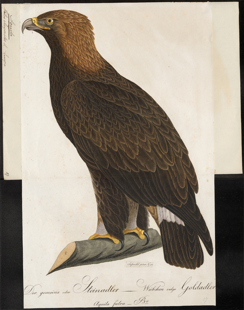 Aquila chrysaëtos - 1800-1812 - Print - Iconographia Zoologica - Special Collections University of Amsterdam - UBA01 IZ18100159.jpg