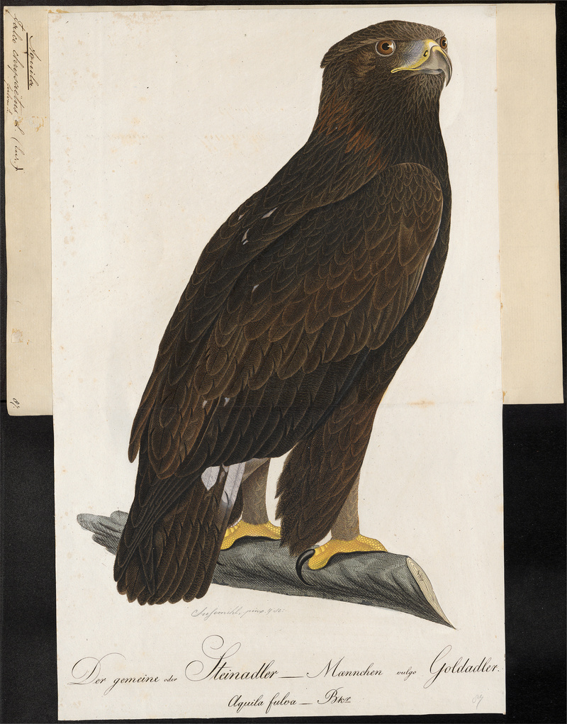 Aquila chrysaëtos - 1800-1812 - Print - Iconographia Zoologica - Special Collections University of Amsterdam - UBA01 IZ18100157.jpg