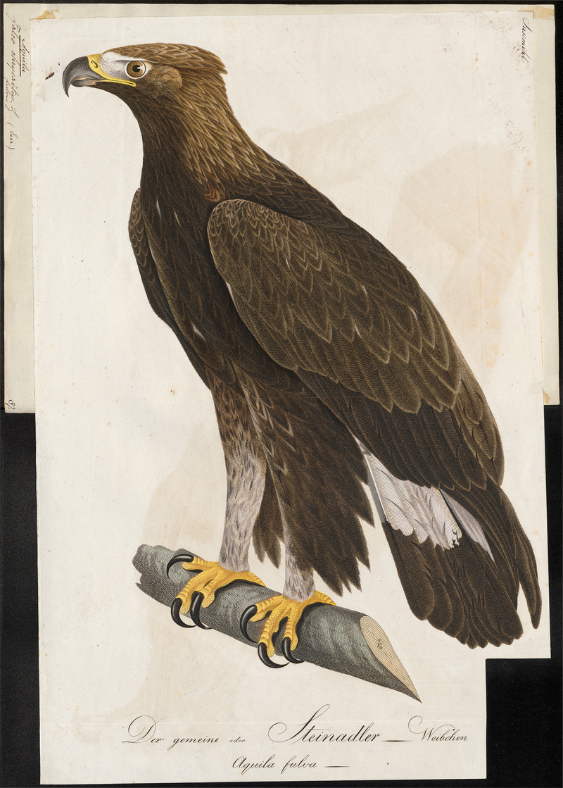 Aquila chrysaëtos - 1800-1812 - Print - Iconographia Zoologica - Special Collections University of Amsterdam - UBA01 IZ18100155.jpg