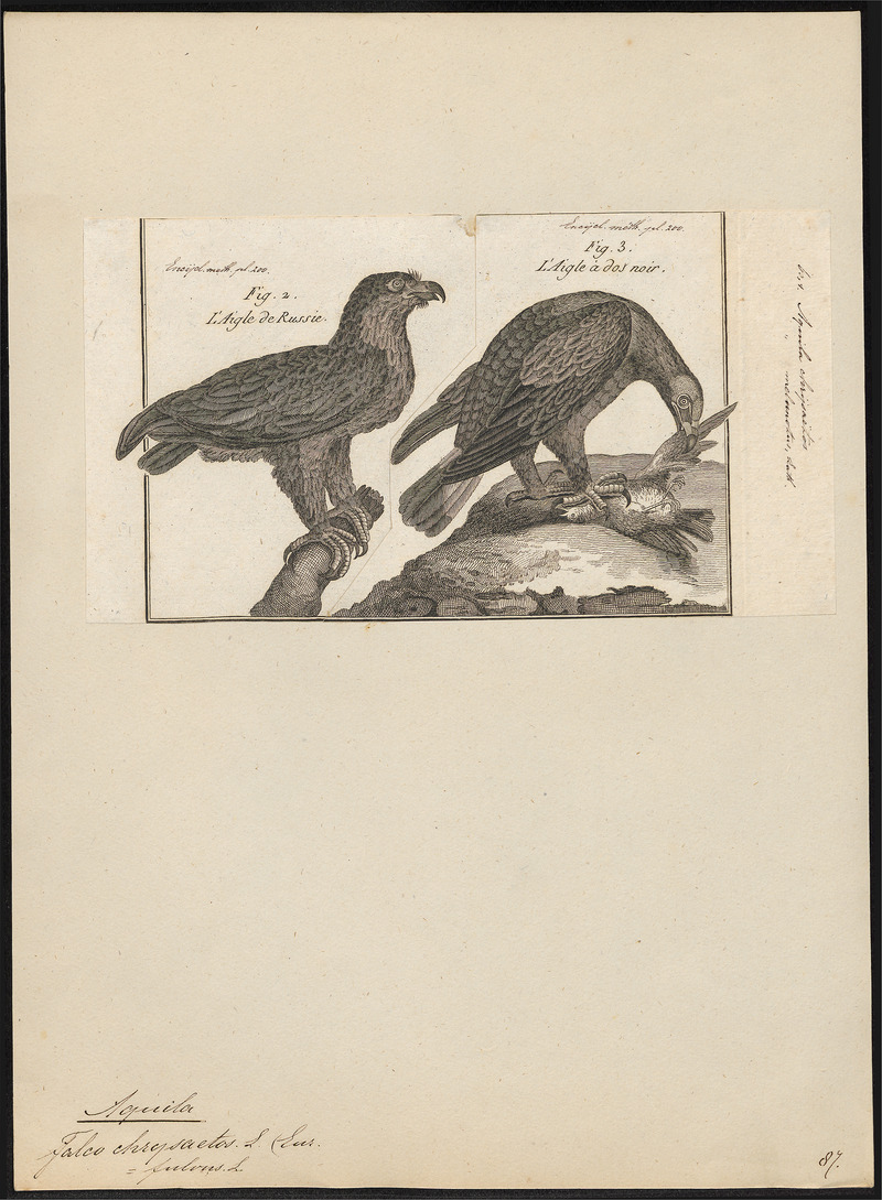 Aquila chrysaëtos - 1782-1825 - Print - Iconographia Zoologica - Special Collections University of Amsterdam - UBA01 IZ18100171.jpg