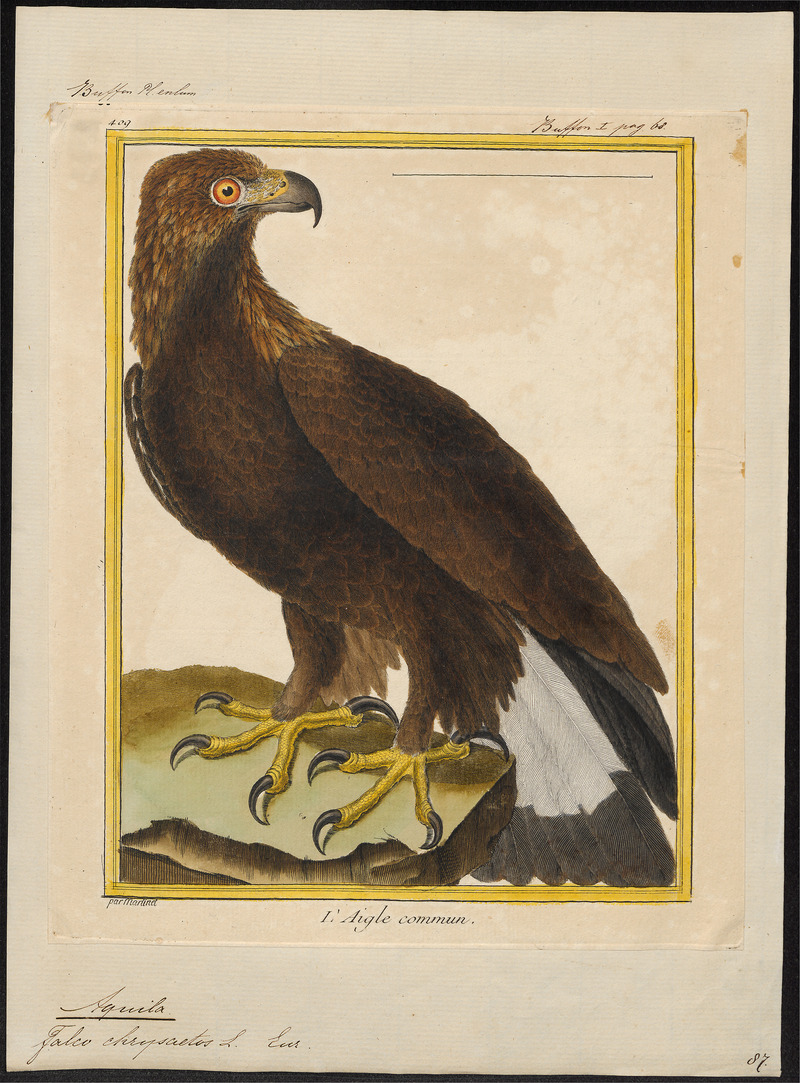 Aquila chrysaëtos - 1700-1880 - Print - Iconographia Zoologica - Special Collections University of Amsterdam - UBA01 IZ18100187.jpg